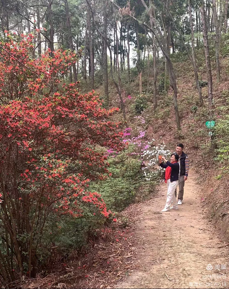 阳春三月揭西龙山风景区野生杜鹃花开了
